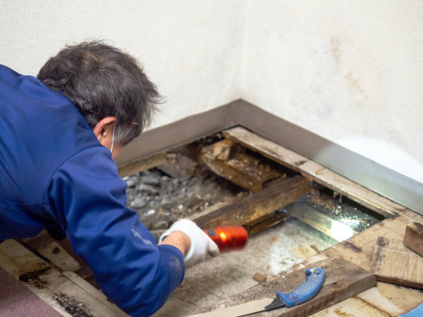 Best Affordable Mold Removal  in Chester Heights, PA