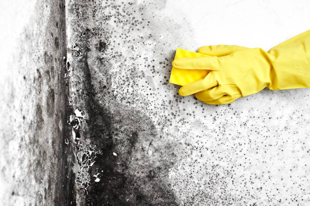 Best Professional Mold Removal  in Chester Heights, PA