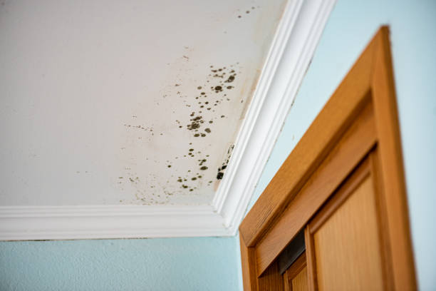 Best Attic Mold Removal  in Chester Heights, PA