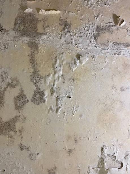 Best Office Mold Removal Services  in Chester Heights, PA