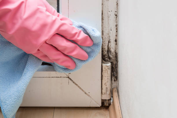 Best Crawl Space Mold Removal  in Chester Heights, PA